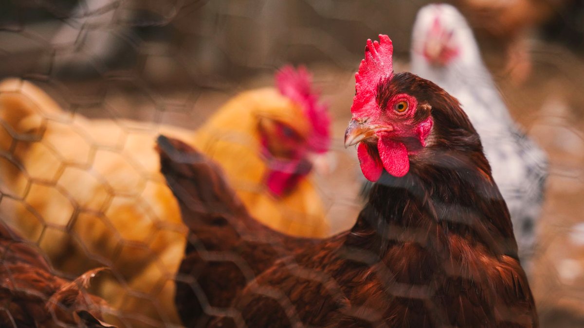 Backyard Chickens: A Starter Guide for Small Yards