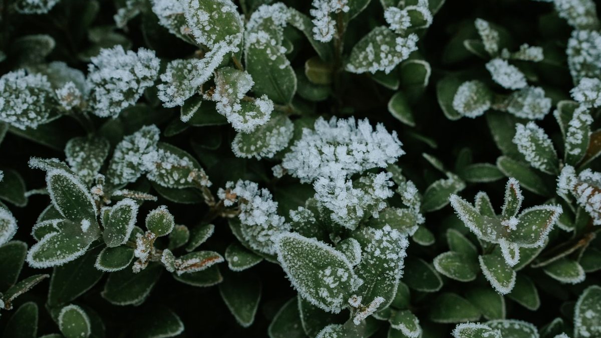 12 Cold-Hardy Vegetables to Grow Through Winter