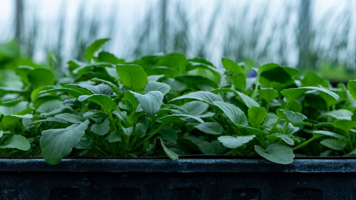 How to Build a Simple Cold Frame for Winter Greens