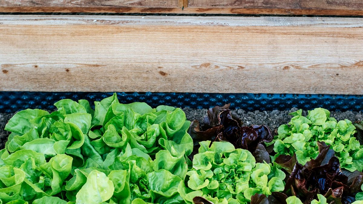 Raised Bed Garden for Beginners: Size, Soil and First Crops