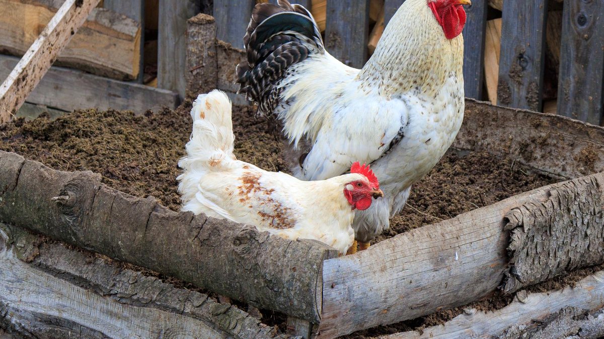 Small Chicken Coop Ideas for 3 to 5 Hens