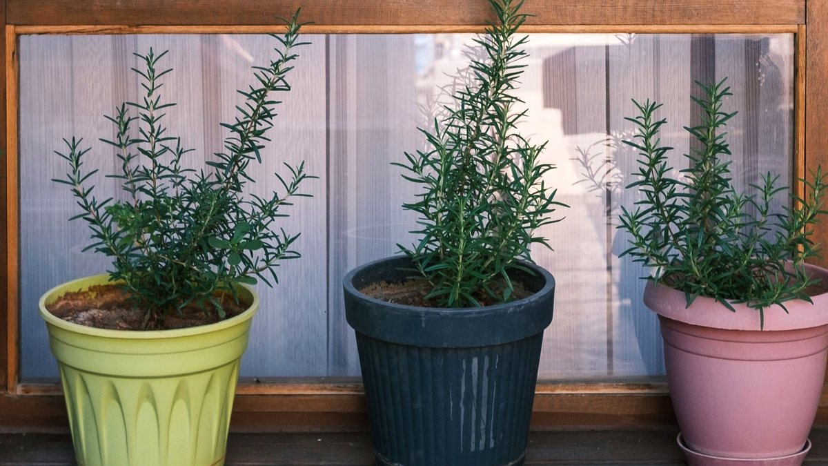 A Windowsill Herb Garden That Survives Winter